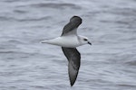 White-headed petrel. Adult in flight. Eaglehawk Neck pelagic, Tasmania, September 2013. Image © Jennifer Spry by Jennifer Spry.