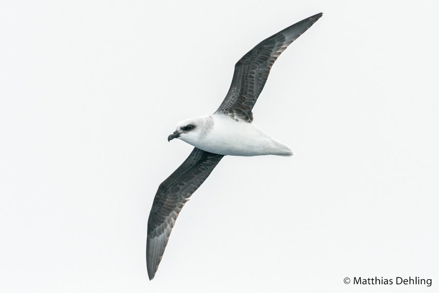 White-headed petrel. Ventral view. At sea off Otago Peninsula, March 2017. Image © Matthias Dehling by Matthias Dehling.