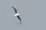 White-headed petrel. Adult in flight. Southern Ocean, November 2016. Image © Edin Whitehead by Edin Whitehead.