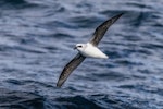 White-headed petrel. Adult in flight, ventral view. Off-shore Auckland Islands, January 2018. Image © Mark Lethlean by Mark Lethlean.