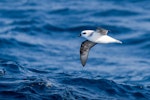 White-headed petrel. Adult in flight, ventral view. Off-shore Auckland Islands, January 2018. Image © Mark Lethlean by Mark Lethlean.