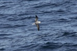 White-headed petrel. Dorsal view of bird in flight. At sea en route to Antipodes Island, April 2009. Image © David Boyle by David Boyle.