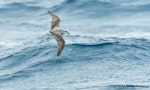 White-headed petrel. Dorsal view of bird in flight. At sea off Otago Peninsula, March 2017. Image © Matthias Dehling by Matthias Dehling.