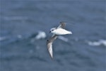 White-headed petrel. Ventral view of bird in flight. Halfway between Easter Island and Chile, November 2017. Image © Cyril Vathelet by Cyril Vathelet.