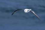 White-headed petrel. Front view of bird in flight. Halfway between Easter Island and Chile, November 2017. Image © Cyril Vathelet by Cyril Vathelet.