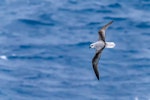 White-headed petrel. Adult in flight, dorsal view. Southern Ocean, February 2018. Image © Mark Lethlean by Mark Lethlean.