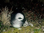 White-headed petrel. Front view of adult at breeding colony. Antipodes Island, October 1990. Image © Colin Miskelly by Colin Miskelly.