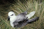 White-headed petrel. Adult on ground. Antipodes Island, November 1995. Image © Alan Tennyson by Alan Tennyson.