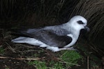 White-headed petrel. Adult at breeding colony. Disappointment Island, Auckland Islands, January 2018. Image © Colin Miskelly by Colin Miskelly.