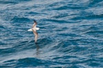 White-headed petrel. Adult in flight. At sea, south of Campbell Island, December 2015. Image © Edin Whitehead by Edin Whitehead.