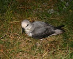 White-headed petrel. View down onto adult in breeding colony. Enderby Island, Auckland Islands, December 2005. Image © Andrew Maloney by Andrew Maloney.