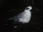 White-headed petrel. Adult at breeding colony. Ewing Island, Auckland Islands, January 2018. Image © Colin Miskelly by Colin Miskelly.