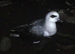 White-headed petrel. Adult at breeding colony. Ewing Island, Auckland Islands, January 2018. Image © Colin Miskelly by Colin Miskelly.