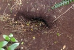 White-headed petrel. Burrow entrance. Friday Island, Auckland Islands, January 2018. Image © Colin Miskelly by Colin Miskelly.