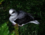 White-headed petrel. Adult at breeding colony. Ile Mayes, Iles Kerguelen, January 2016. Image © Colin Miskelly by Colin Miskelly.