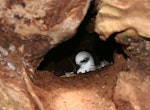 White-headed petrel. Adult on nest in burrow under rata forest. Enderby Island, Auckland Islands, December 2006. Image © Andrew Maloney by Andrew Maloney.