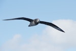 Providence petrel. Adult in flight. Lord Howe Island, April 2019. Image © Glenn Pure 2019 birdlifephotography.org.au by Glenn Pure.