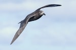 Providence petrel. Adult in flight. Lord Howe Island pelagic, April 2019. Image © Glenn Pure 2019 birdlifephotography.org.au by Glenn Pure.