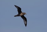 Providence petrel. Adult in flight. At sea off Wollongong, New South Wales, Australia, April 2009. Image © Brook Whylie by Brook Whylie.