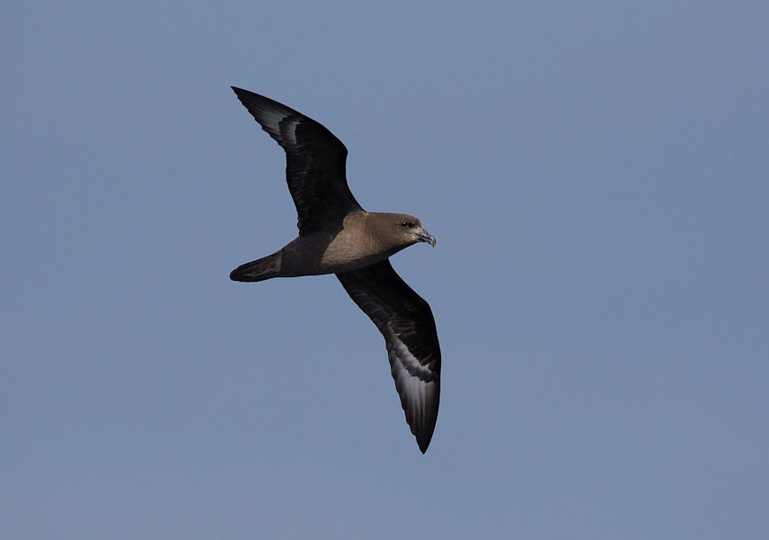 Providence petrel. Adult in flight. At sea off Wollongong, New South Wales, Australia, April 2009. Image © Brook Whylie by Brook Whylie.