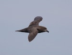 Providence petrel. Flight dorsal - worn plumage. At sea off Wollongong, New South Wales, Australia, September 2010. Image © Brook Whylie by Brook Whylie.