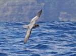 Providence petrel. Adult in flight. Lord Howe Island, April 2019. Image © Glenn Pure 2019 birdlifephotography.org.au by Glenn Pure.