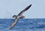 Providence petrel. Adult in flight. Lord Howe Island pelagic, April 2019. Image © Glenn Pure 2019 birdlifephotography.org.au by Glenn Pure.