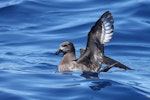 Providence petrel. Adult on water. At sea off Brisbane, Queensland, Australia, October 2011. Image © Tim Lenz by Tim Lenz.