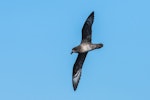 Providence petrel. Adult in flight. At sea off Kiama NSW Australia, November 2016. Image © Lindsay Hansch by Lindsay Hansch.