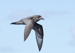 Providence petrel. Adult in flight. Lord Howe Island, April 2019. Image © Glenn Pure 2019 birdlifephotography.org.au by Glenn Pure.