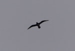 Providence petrel. Adult in flight. Phillip Island, June 2017. Image © Alan Tennyson by Alan Tennyson.