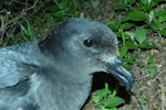 Providence petrel. Adult at breeding colony. Phillip Island, June 2017. Image © Alan Tennyson by Alan Tennyson.