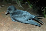 Providence petrel. Adult at breeding colony. Phillip Island, June 2017. Image © Alan Tennyson by Alan Tennyson.