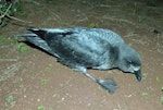 Providence petrel. Adult at breeding colony. Phillip Island, June 2017. Image © Alan Tennyson by Alan Tennyson.