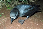 Providence petrel. Adult at breeding colony. Phillip Island, June 2017. Image © Alan Tennyson by Alan Tennyson.