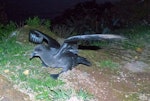 Providence petrel. Adult at breeding colony. Phillip Island, June 2017. Image © Alan Tennyson by Alan Tennyson.