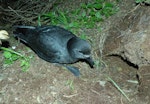 Providence petrel. Adult beside burrow entrance. Phillip Island, June 2017. Image © Alan Tennyson by Alan Tennyson.