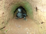 Providence petrel. Adult in burrow. Phillip Island, June 2017. Image © Alan Tennyson by Alan Tennyson.