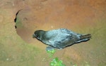 Providence petrel. Adult looking into burrow. Phillip Island, June 2017. Image © Alan Tennyson by Alan Tennyson.