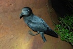 Providence petrel. Adult at breeding colony. Phillip Island, June 2017. Image © Alan Tennyson by Alan Tennyson.