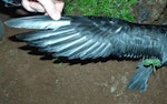 Providence petrel. Adult upperwing. Phillip Island, Norfolk Island, June 2017. Image © Alan Tennyson by Alan Tennyson.