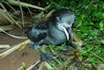 Providence petrel. Adult calling. Phillip Island, June 2017. Image © Alan Tennyson by Alan Tennyson.