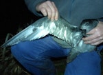 Providence petrel. Adult underwing. Phillip Island, Norfolk Island, June 2017. Image © Alan Tennyson by Alan Tennyson.