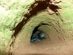 Providence petrel. Adult in burrow. Phillip Island, June 2017. Image © Alan Tennyson by Alan Tennyson.