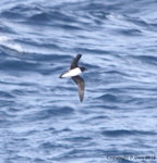 Chatham Island taiko | Tāiko. Adult in flight at sea. 140 km south-west of Chatham Island, November 2014. Image © Pete Carr by Pete Carr.