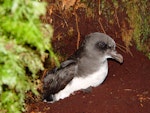 Chatham Island taiko | Tāiko. Adult at burrow entrance. Tuku Nature Reserve, October 2006. Image © Graeme Taylor by Graeme Taylor.