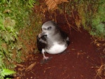 Chatham Island taiko | Tāiko. Adult male at burrow entrance. Tuku Nature Reserve, October 2006. Image © Graeme Taylor by Graeme Taylor.