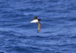 Chatham Island taiko | Tāiko. Adult in flight at sea. 140 km south-west of Chatham Island, November 2014. Image © Fabio Olmos by Fabio Olmos.