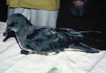 Chatham Island taiko | Tāiko. Adult with transmitter fitted. Tuku Valley, Chatham Islands, October 1987. Image © Alan Tennyson by Alan Tennyson.