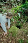 Chatham Island taiko | Tāiko. Burrow entrance. Tuku Nature Reserve, Chatham Island, December 1993. Image © Department of Conservation (image ref: 10024118) by Alan Tennyson.